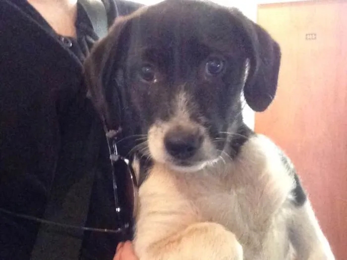 Cachorro ra a SRD idade 2 a 6 meses nome Não tem