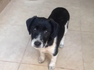 Cachorro raça SRD idade 2 a 6 meses nome Não tem