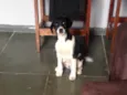 Não tem