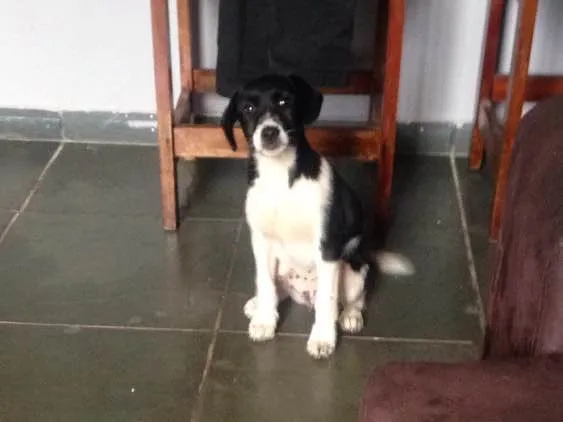 Cachorro ra a SRD idade 2 a 6 meses nome Não tem
