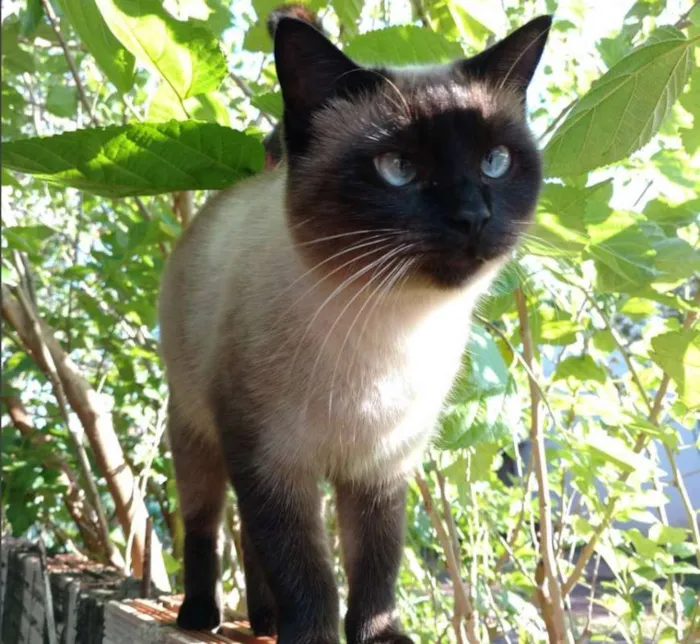 Gato ra a  idade 3 anos nome Rossé