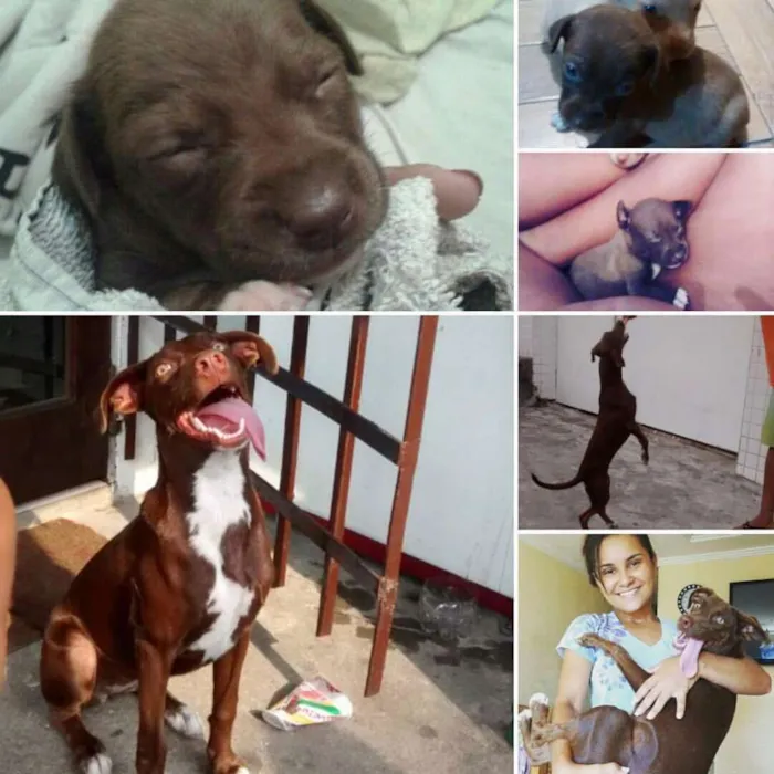 Cachorro ra a Labrador com Pitbull  idade 2 anos nome Bella