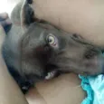 Bella