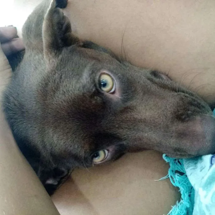 Cachorro ra a Labrador com Pitbull  idade 2 anos nome Bella