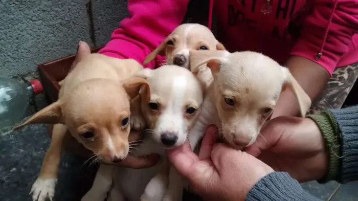 Cachorro ra a Vira lata idade Abaixo de 2 meses nome Sem nomes