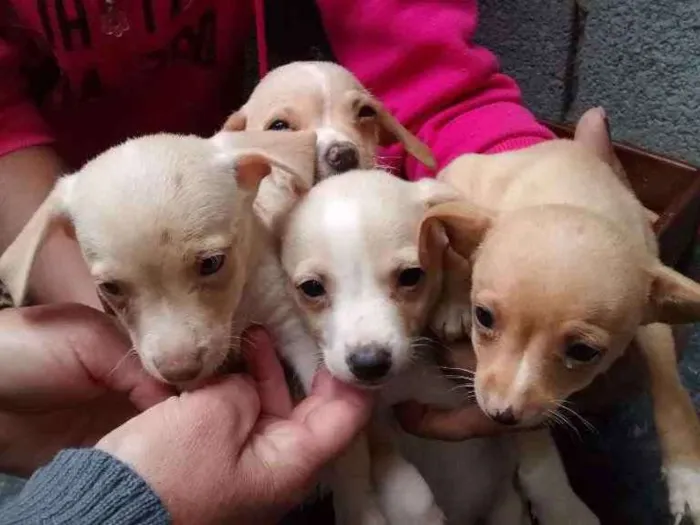 Cachorro ra a Vira lata idade Abaixo de 2 meses nome Sem nomes