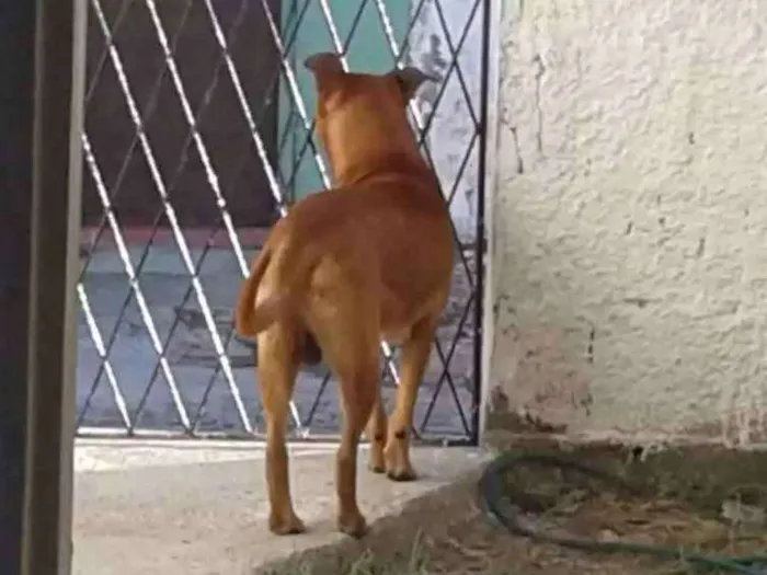 Cachorro raça Labrador e Vira-lata idade 2 anos nome Beethoven
