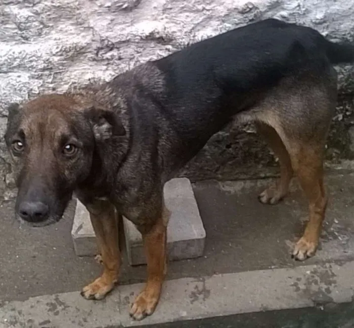 Cachorro ra a SRD idade 3 anos nome XESTER