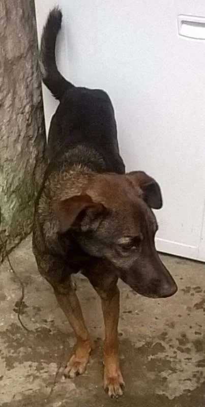 Cachorro ra a SRD idade 3 anos nome XESTER