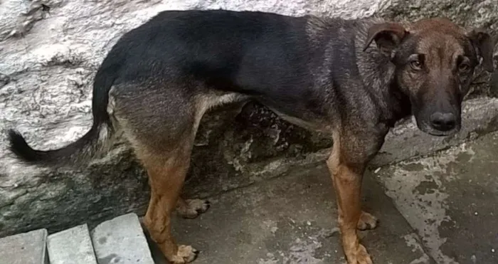 Cachorro ra a SRD idade 3 anos nome XESTER