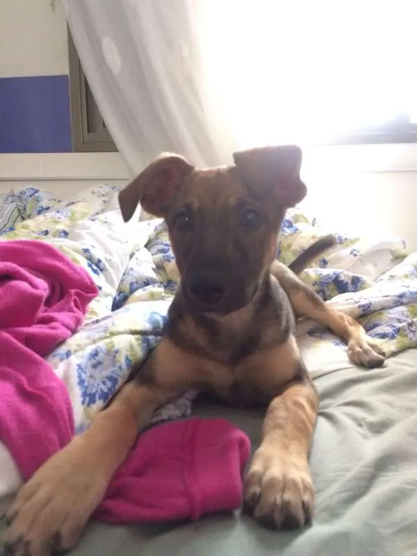 Cachorro ra a sem raça definida idade 2 a 6 meses nome Mariah