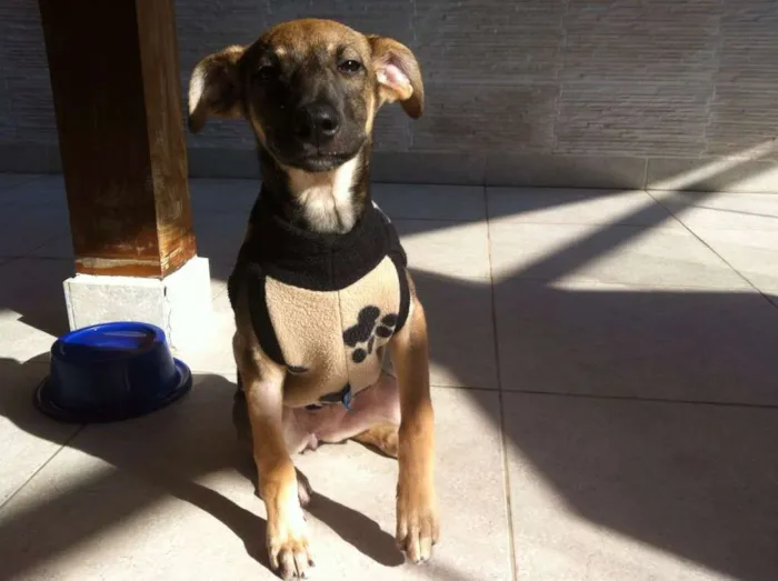 Cachorro ra a sem raça definida idade 2 a 6 meses nome Mariah
