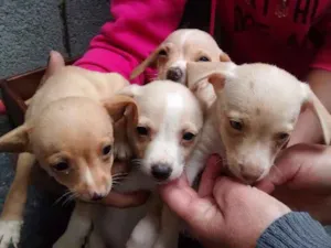 Cachorro raça Vira lata idade Abaixo de 2 meses nome Sem nomes