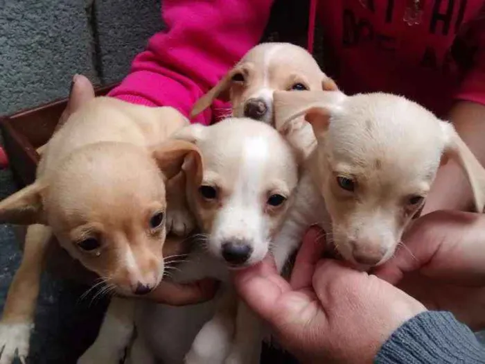 Cachorro ra a Vira lata idade Abaixo de 2 meses nome Sem nomes