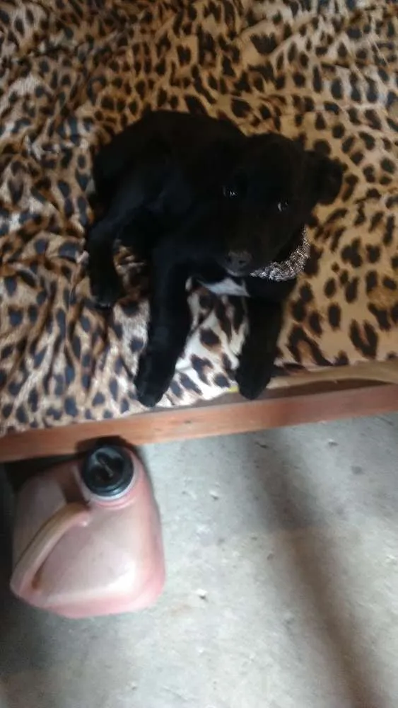 Cachorro ra a Mestiço fila  idade 2 a 6 meses nome Ralf,