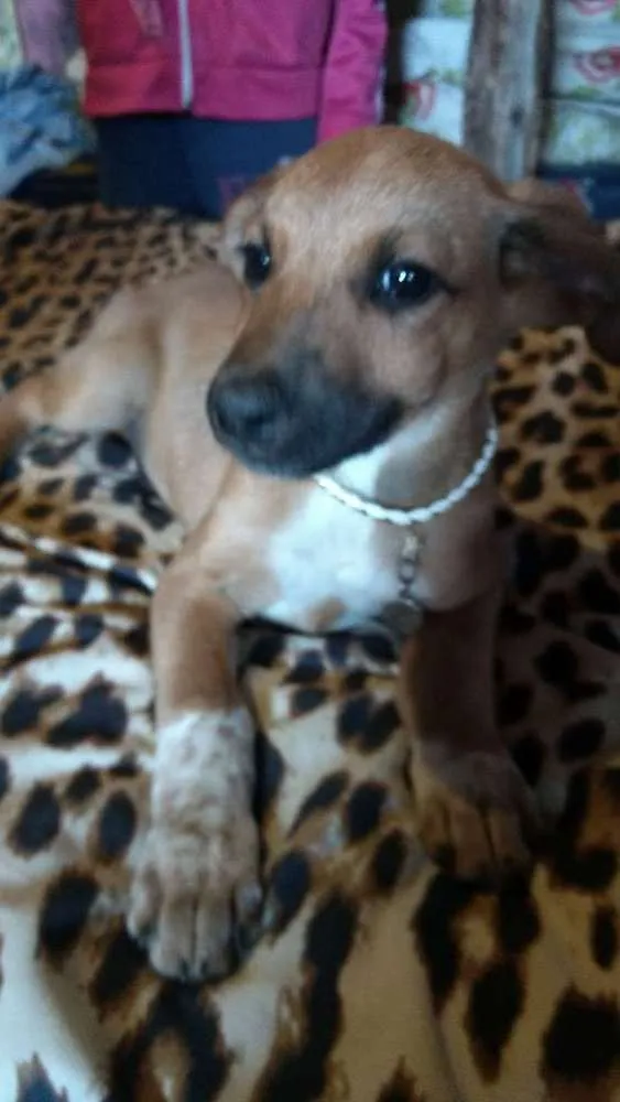 Cachorro ra a Mestiço fila idade 2 a 6 meses nome Espaik