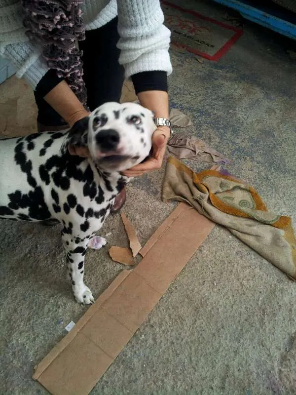 Cachorro ra a Dálmata idade 6 ou mais anos nome Lucky
