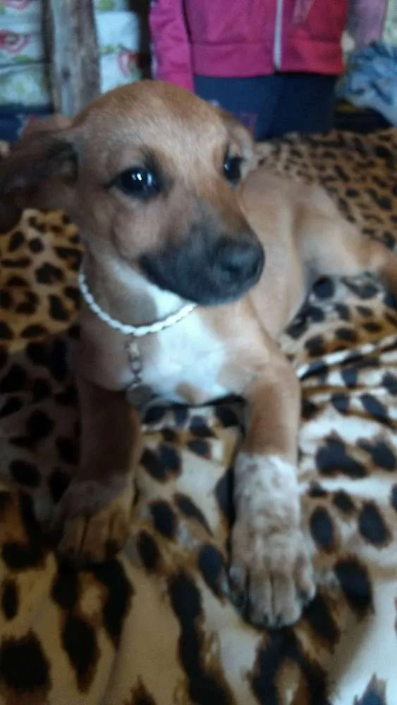 Cachorro ra a Mestiço fila idade 2 a 6 meses nome Pingo