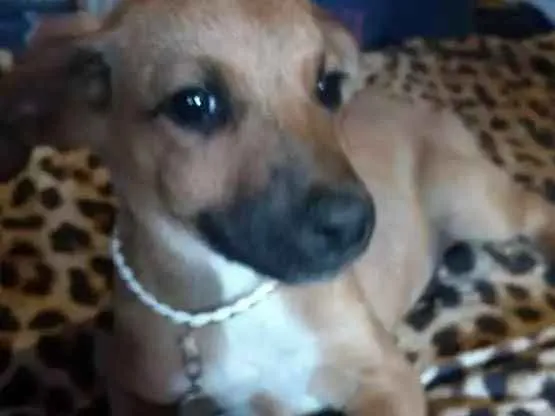 Cachorro ra a Mestiço fila idade 2 a 6 meses nome Pingo