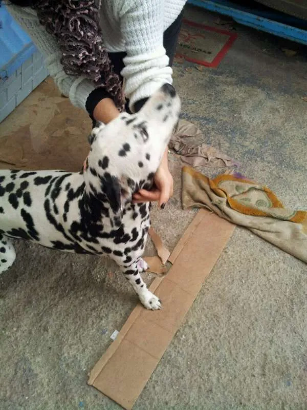 Cachorro ra a Dálmata idade 6 ou mais anos nome Lucky