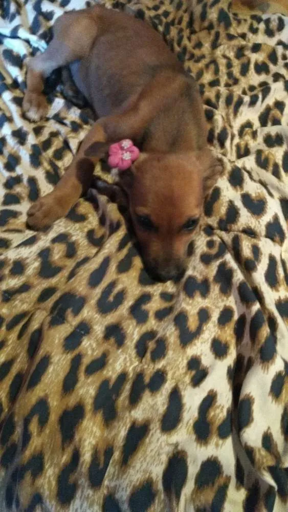 Cachorro ra a Mestiço fila idade Abaixo de 2 meses nome Dori