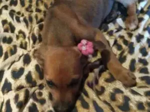 Cachorro raça Mestiço fila idade Abaixo de 2 meses nome Dori