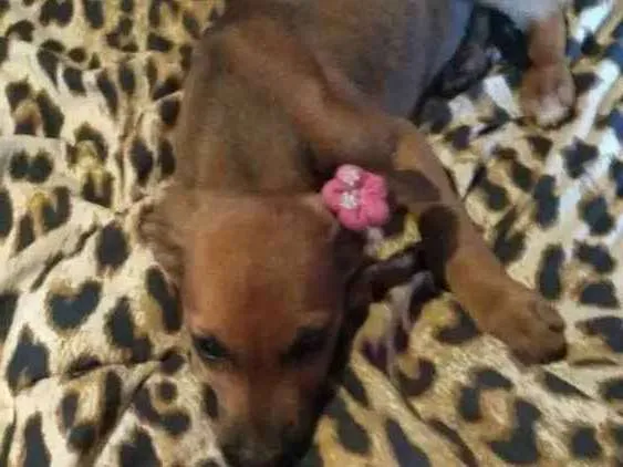 Cachorro ra a Mestiço fila idade Abaixo de 2 meses nome Dori