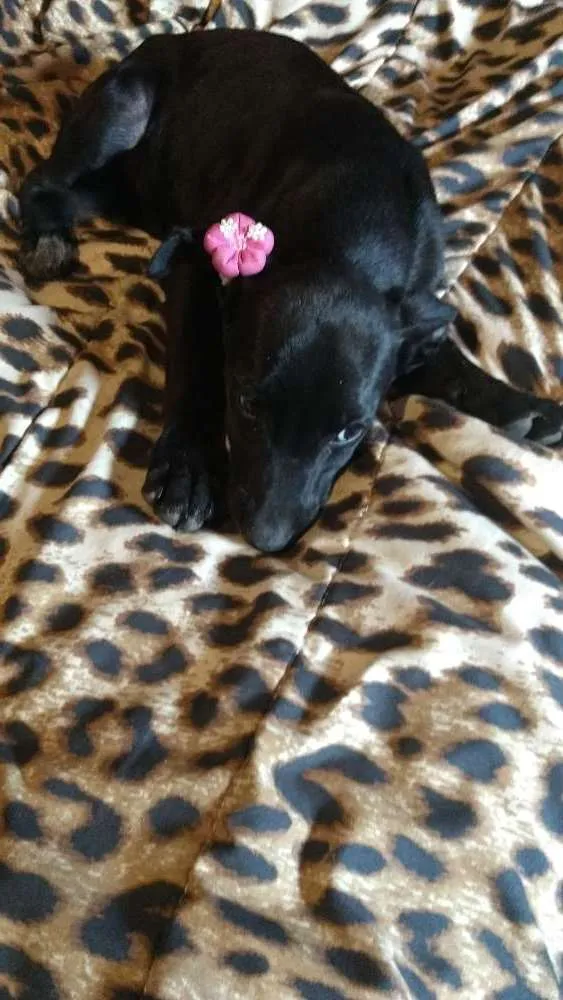 Cachorro ra a Mestiço fila idade 2 a 6 meses nome Mica