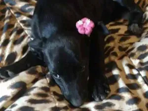 Cachorro raça Mestiço fila idade 2 a 6 meses nome Mica