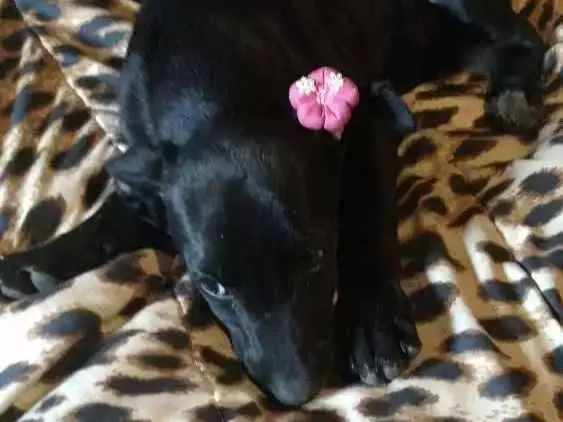 Cachorro ra a Mestiço fila idade 2 a 6 meses nome Mica