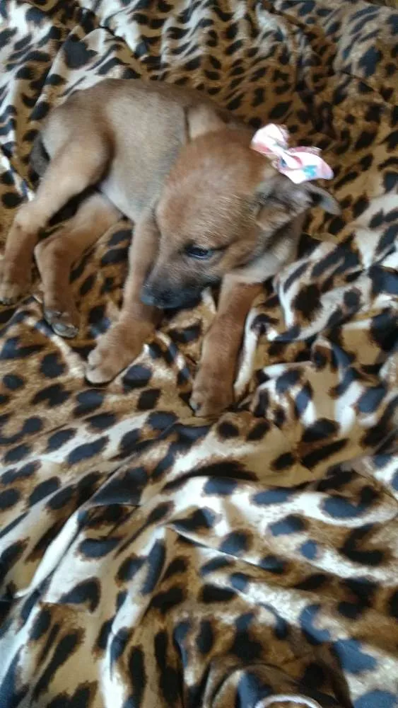 Cachorro ra a Mestiço fila idade 2 a 6 meses nome Mel