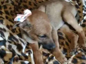 Cachorro raça Mestiço fila idade 2 a 6 meses nome Mel