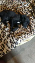 Pingo