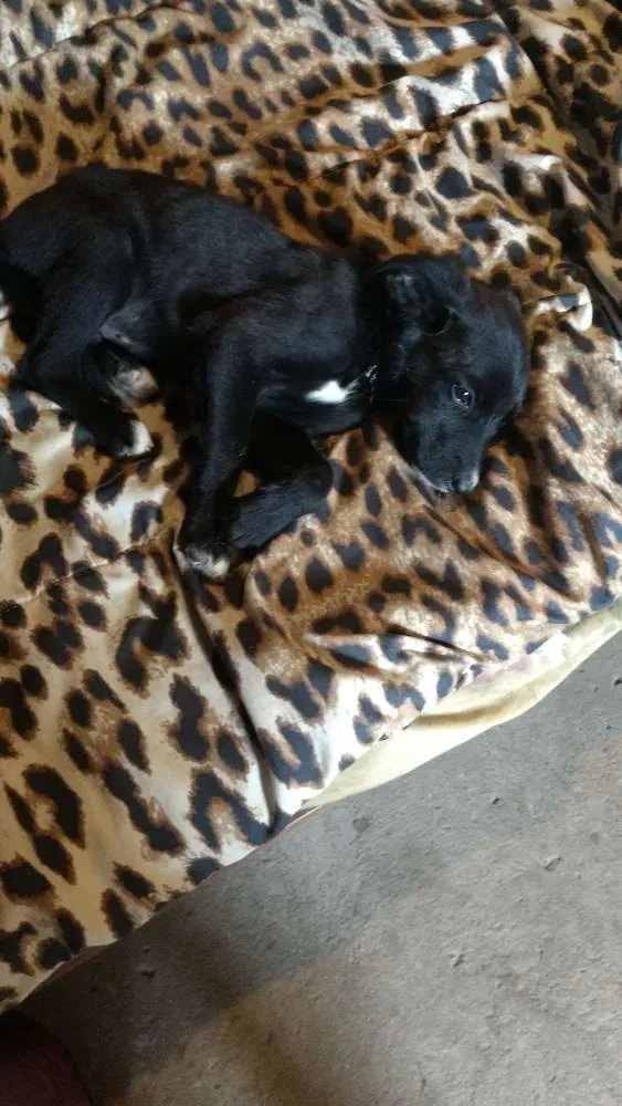 Cachorro ra a Mestiço fila idade 2 a 6 meses nome Pingo