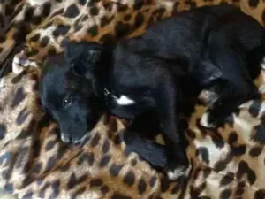 Cachorro raça Mestiço fila idade 2 a 6 meses nome Pingo
