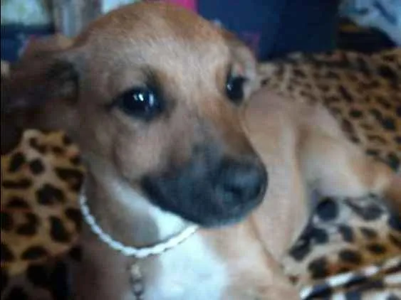 Cachorro ra a Mestiço fila idade 2 a 6 meses nome Espaik