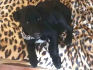 Cachorro raça Mestiço fila  idade 2 a 6 meses nome Ralf,
