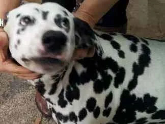 Cachorro ra a Dálmata idade 6 ou mais anos nome Lucky