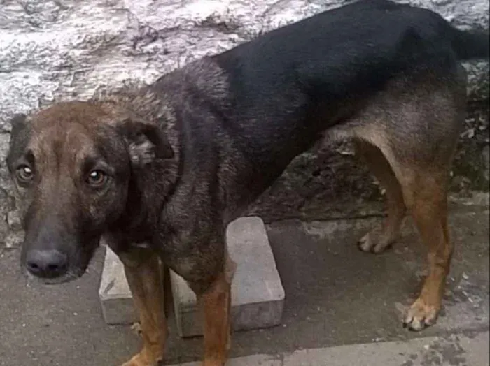Cachorro ra a SRD idade 3 anos nome XESTER