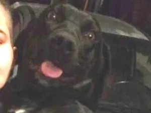 Cachorro raça Sem raça definida  idade 3 anos nome Preta