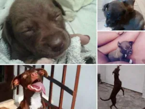 Cachorro raça Labrador com Pitbull  idade 2 anos nome Bella