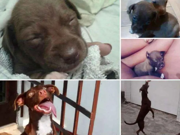 Cachorro ra a Labrador com Pitbull  idade 2 anos nome Bella