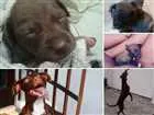 Cachorro raça Labrador com Pitbull  idade 2 anos nome Bella