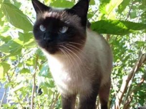 Gato raça  idade 3 anos nome Rossé
