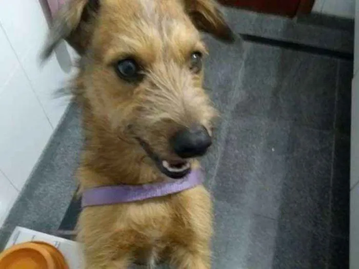 Cachorro ra a SRD idade 2 anos nome COBY!!!