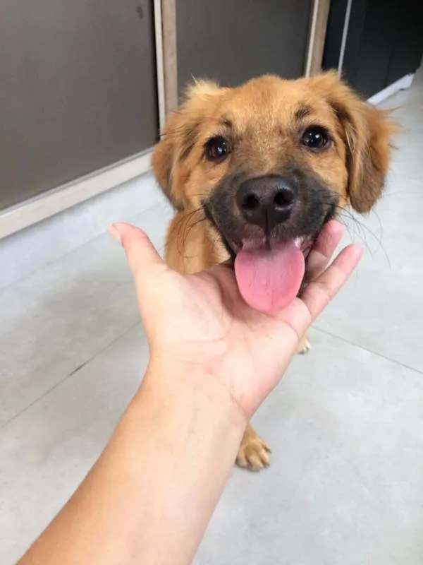 Cachorro ra a SRD idade 2 a 6 meses nome Sem nome