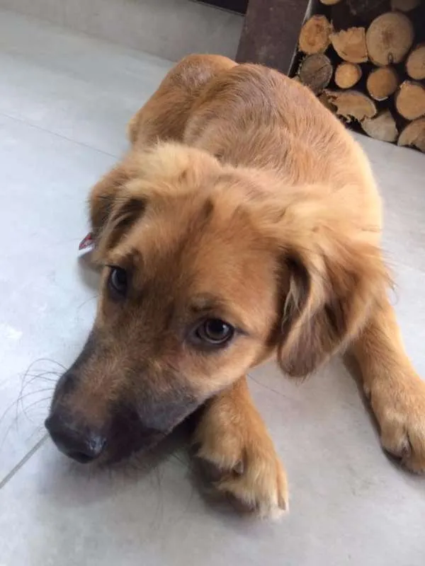 Cachorro ra a SRD idade 2 a 6 meses nome Sem nome