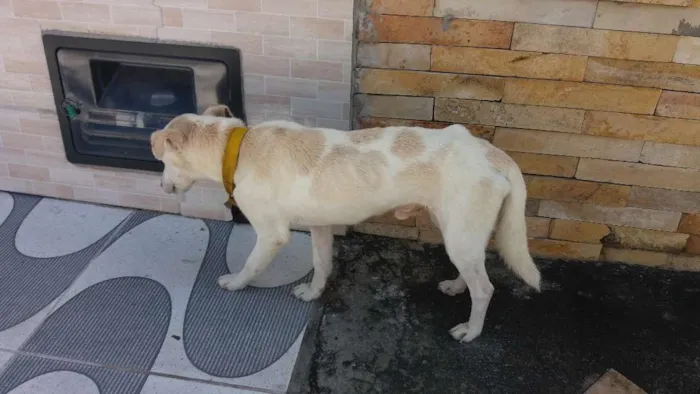 Cachorro ra a SEM RAÇA DEFINIDA  idade 7 a 11 meses nome BRANQUINHO