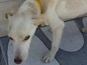Cachorro raça SEM RAÇA DEFINIDA  idade 7 a 11 meses nome BRANQUINHO