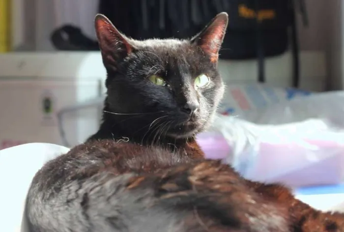 Gato ra a  idade 2 anos nome Robin Hood